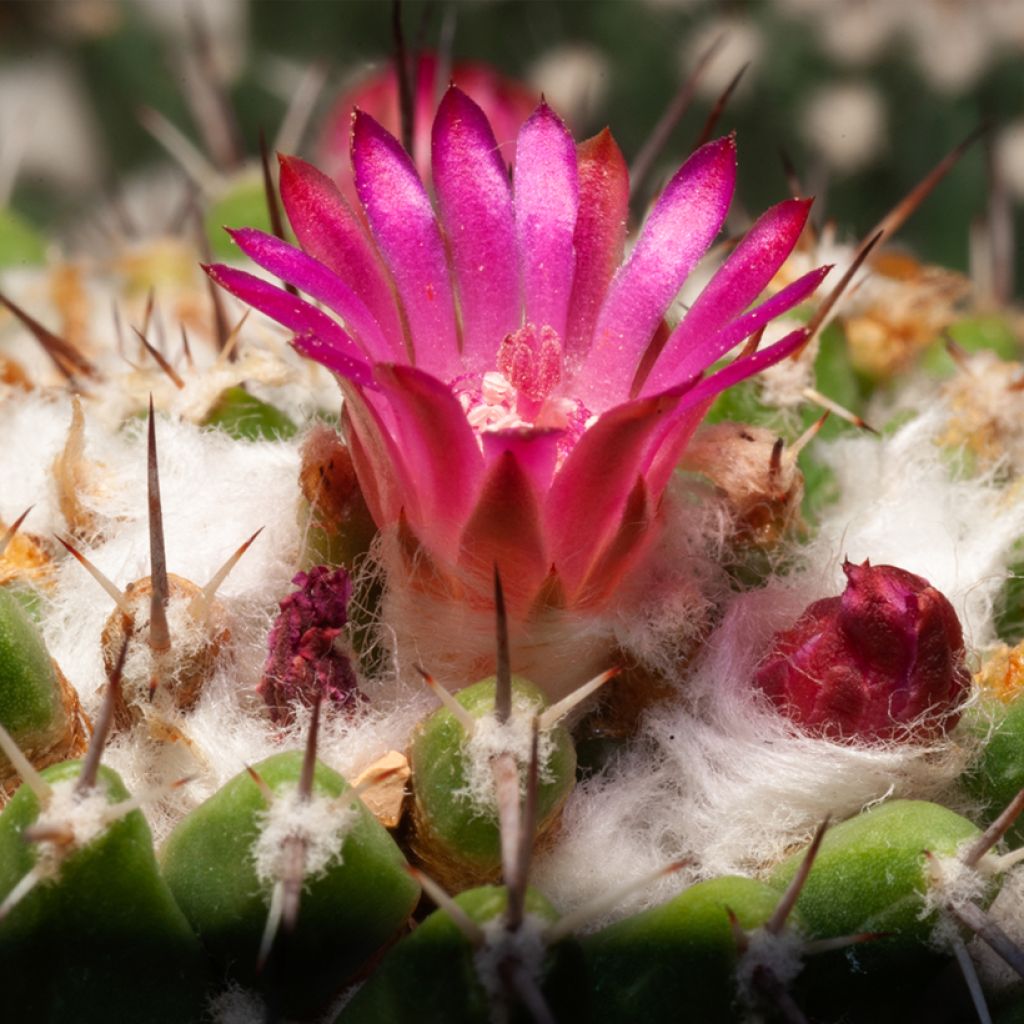 Syyläkaktus - Mammillaria rhodantha subsp. pringlei
