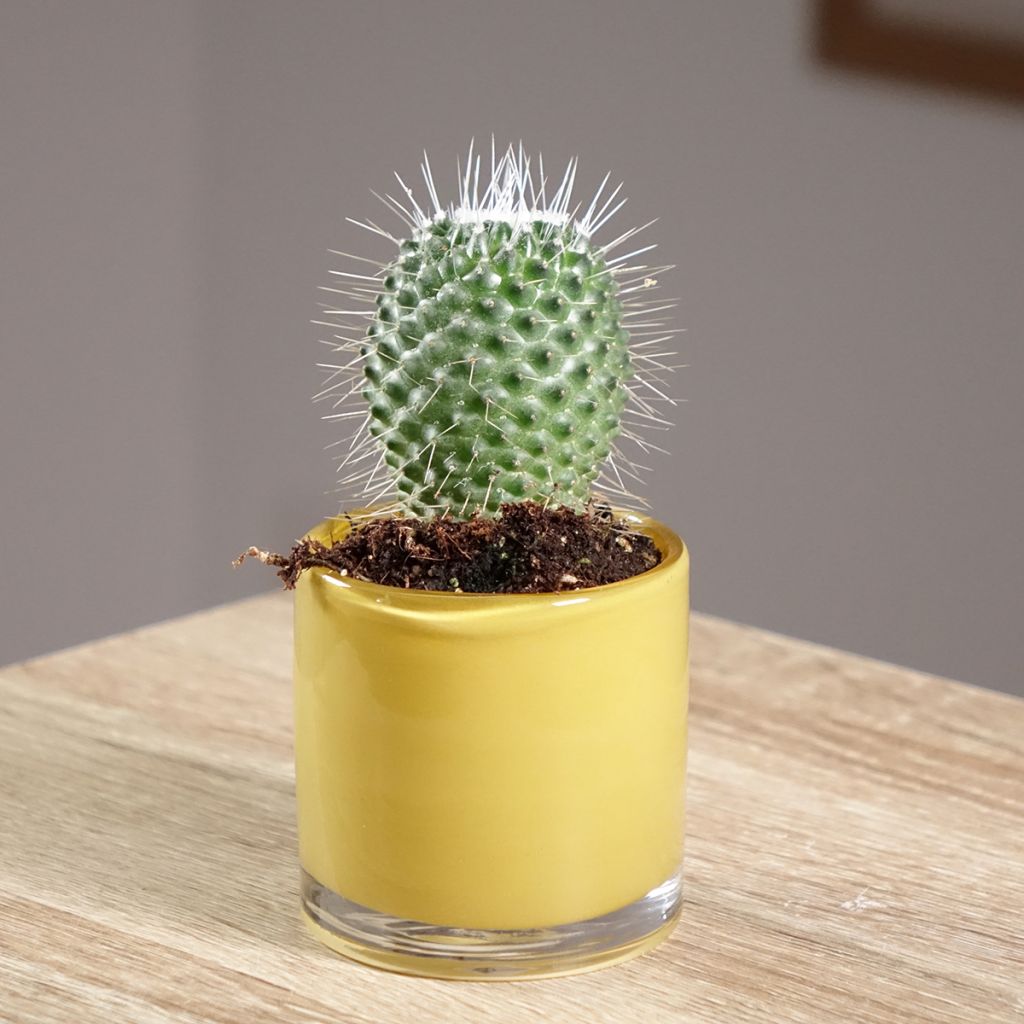 Syyläkaktus Un Pico