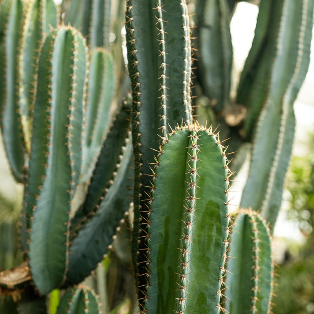 Pachycereus pringlei