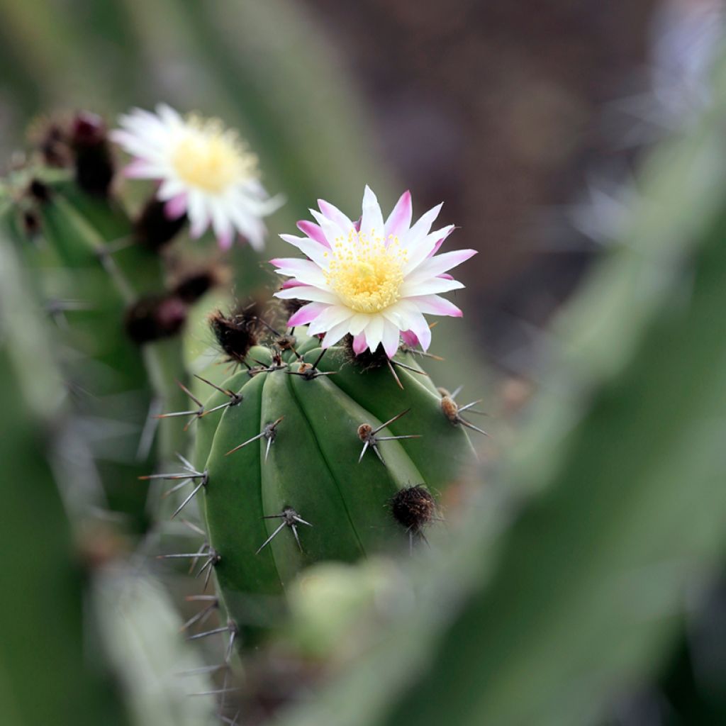 Polaskia chende