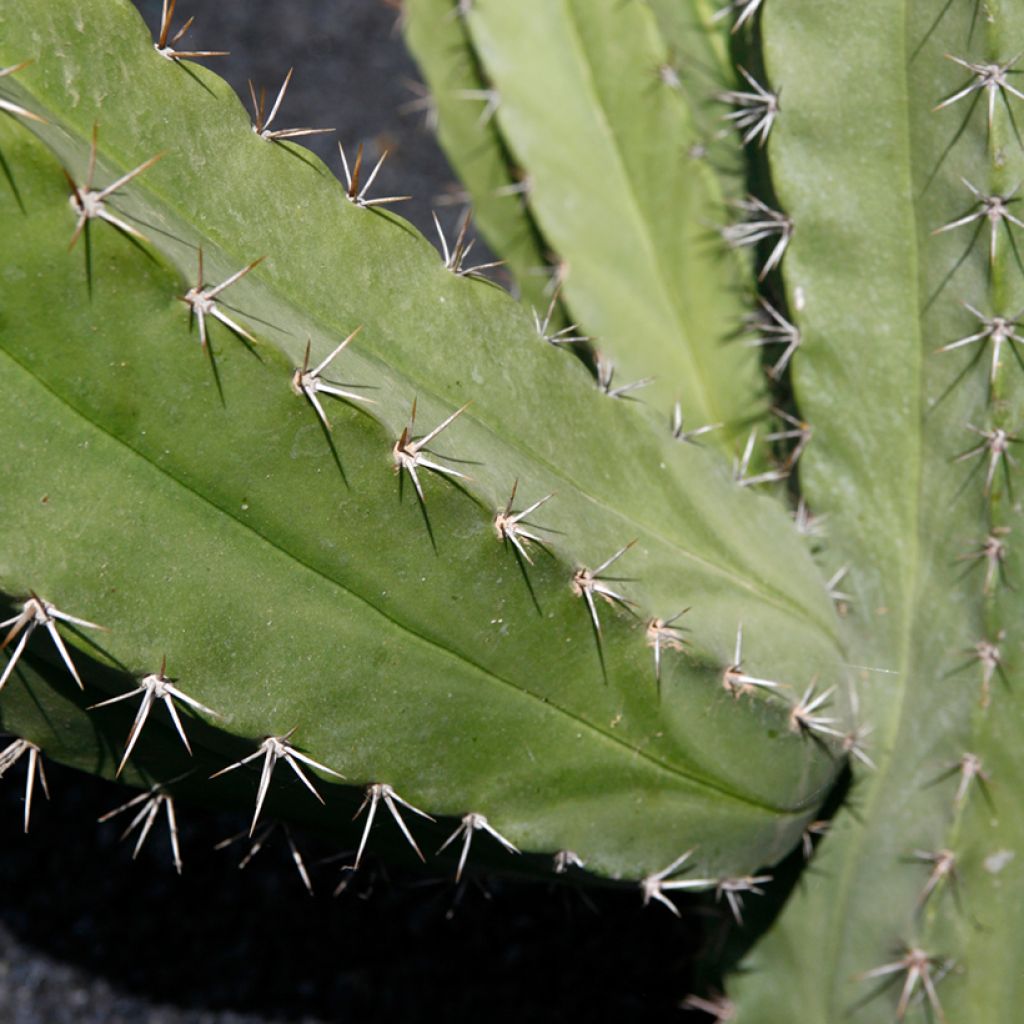 Polaskia chende