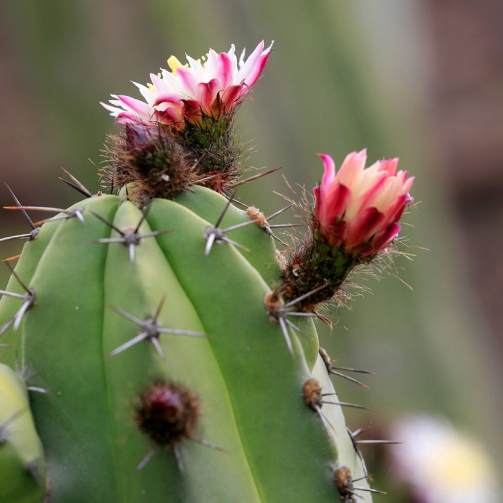Polaskia chende