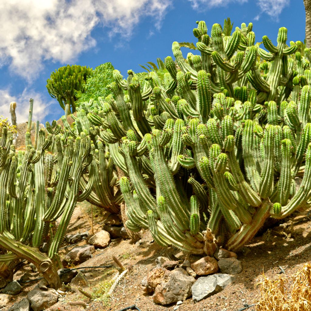 Polaskia chichipe