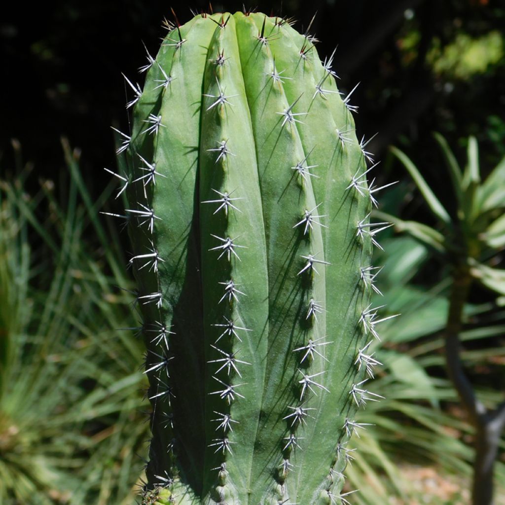 Polaskia chichipe
