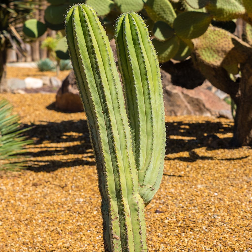 Polaskia chichipe