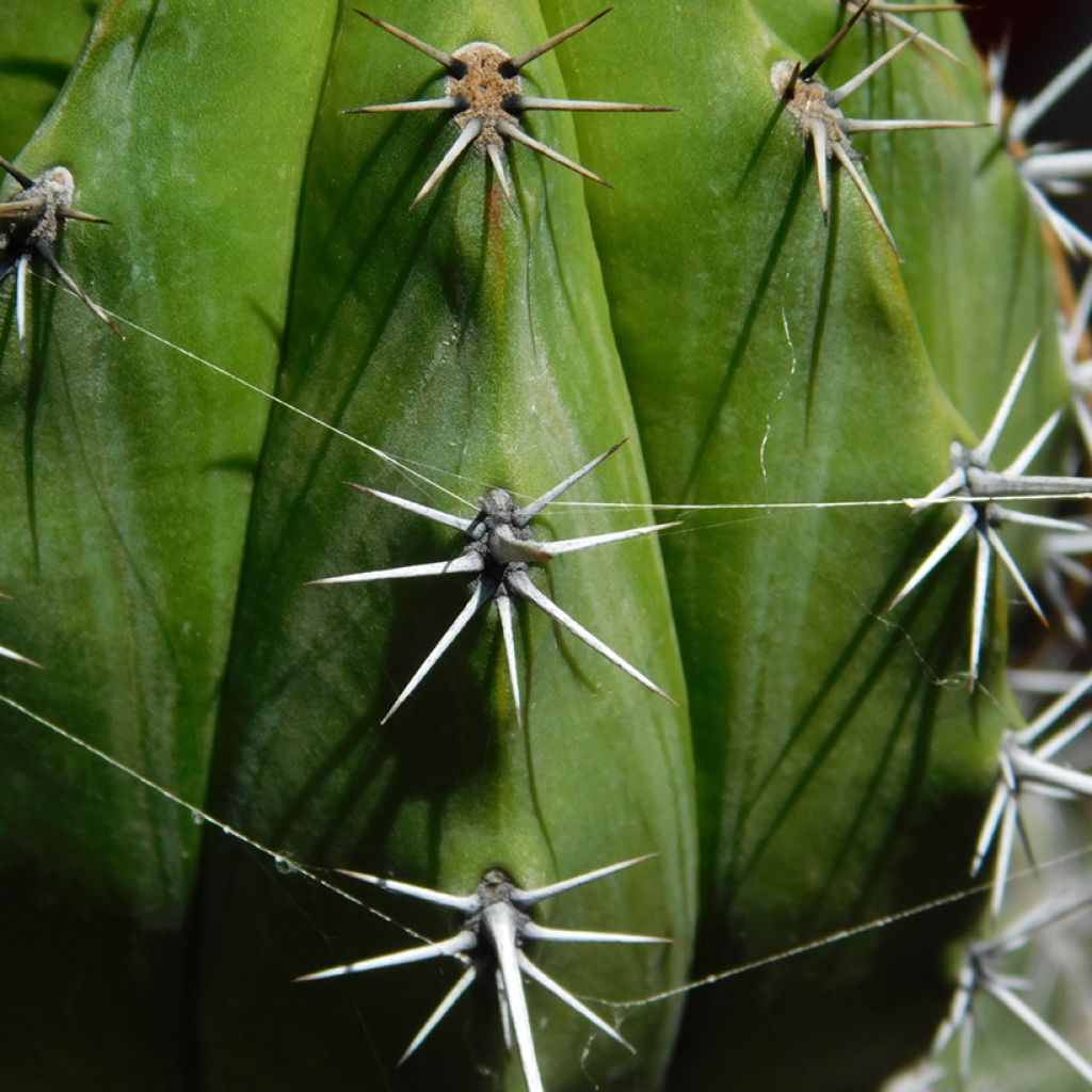 Polaskia chichipe