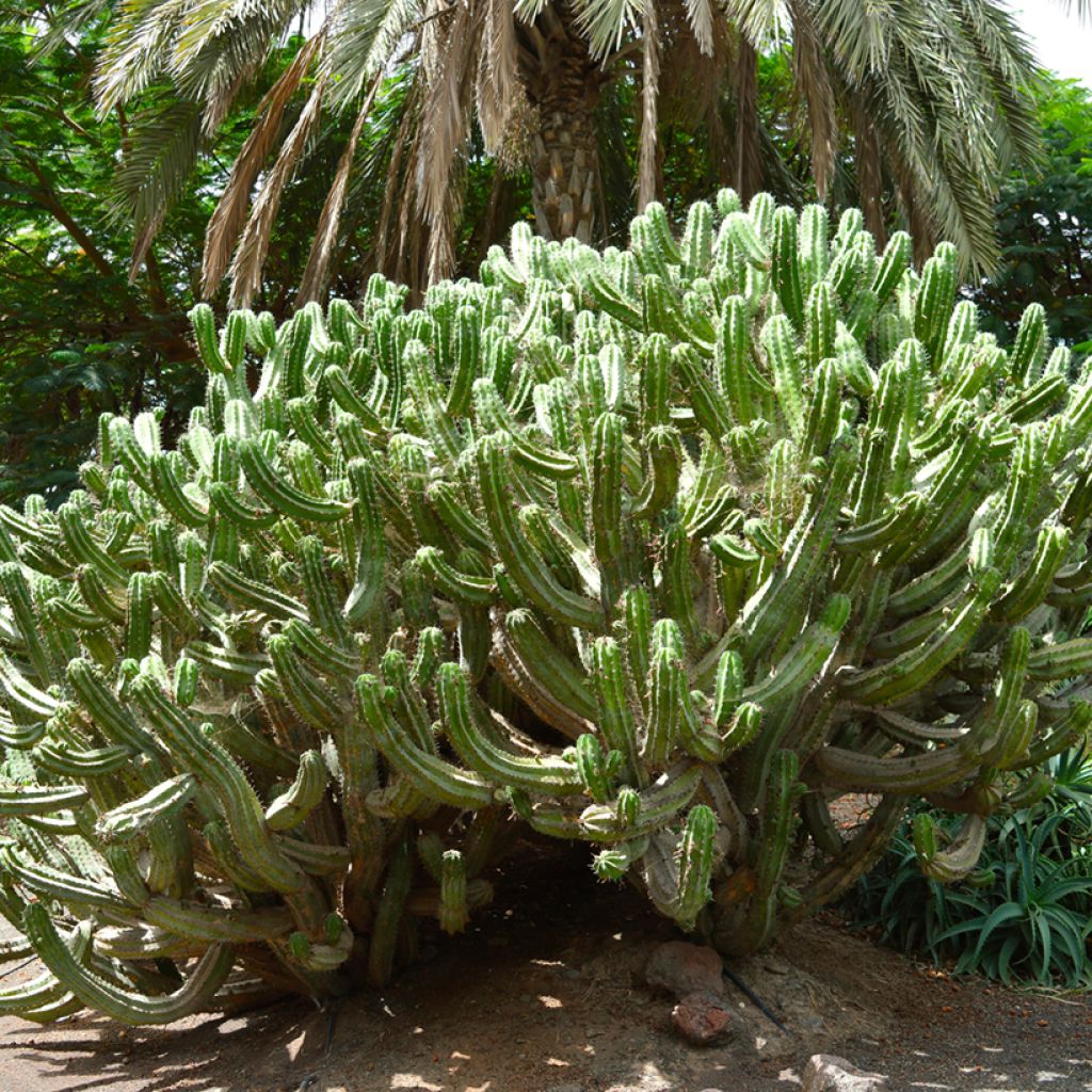 Polaskia chichipe