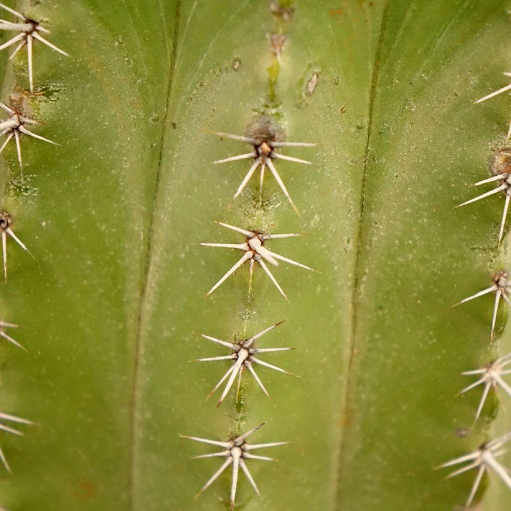 Polaskia chichipe
