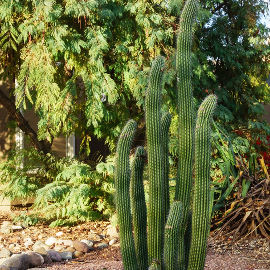 Stenocereus griseus