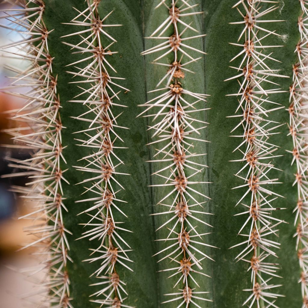 Stenocereus griseus