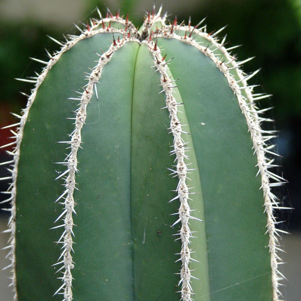 Stenocereus marginatus