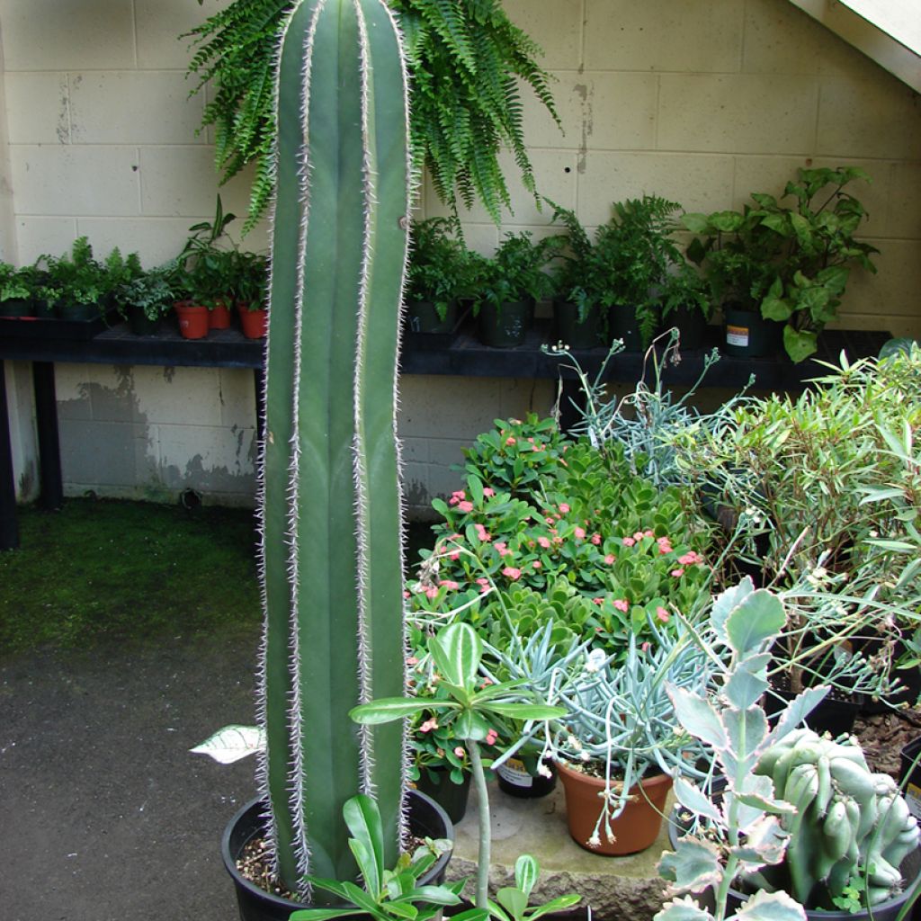 Stenocereus marginatus