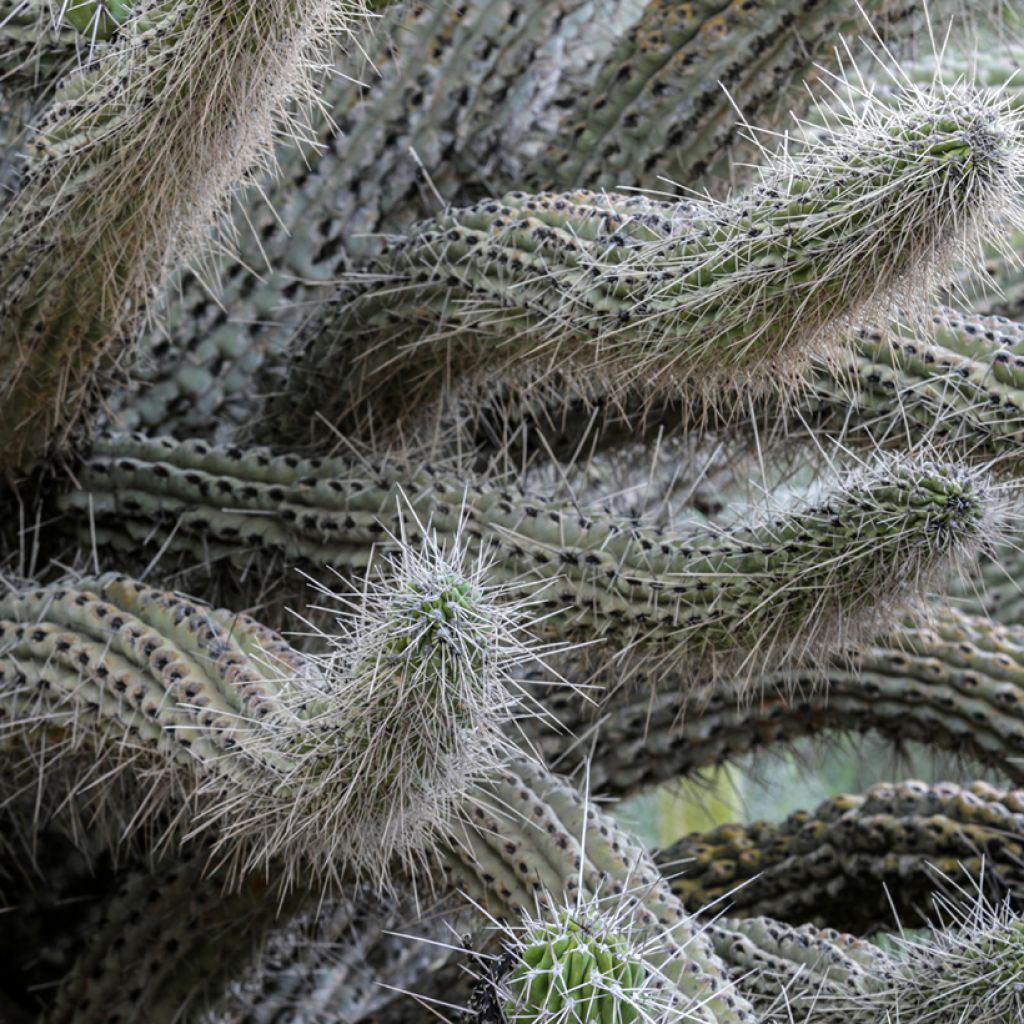 Stetsonia coryne