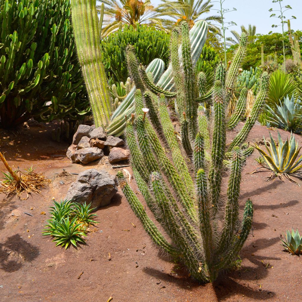 Stetsonia coryne