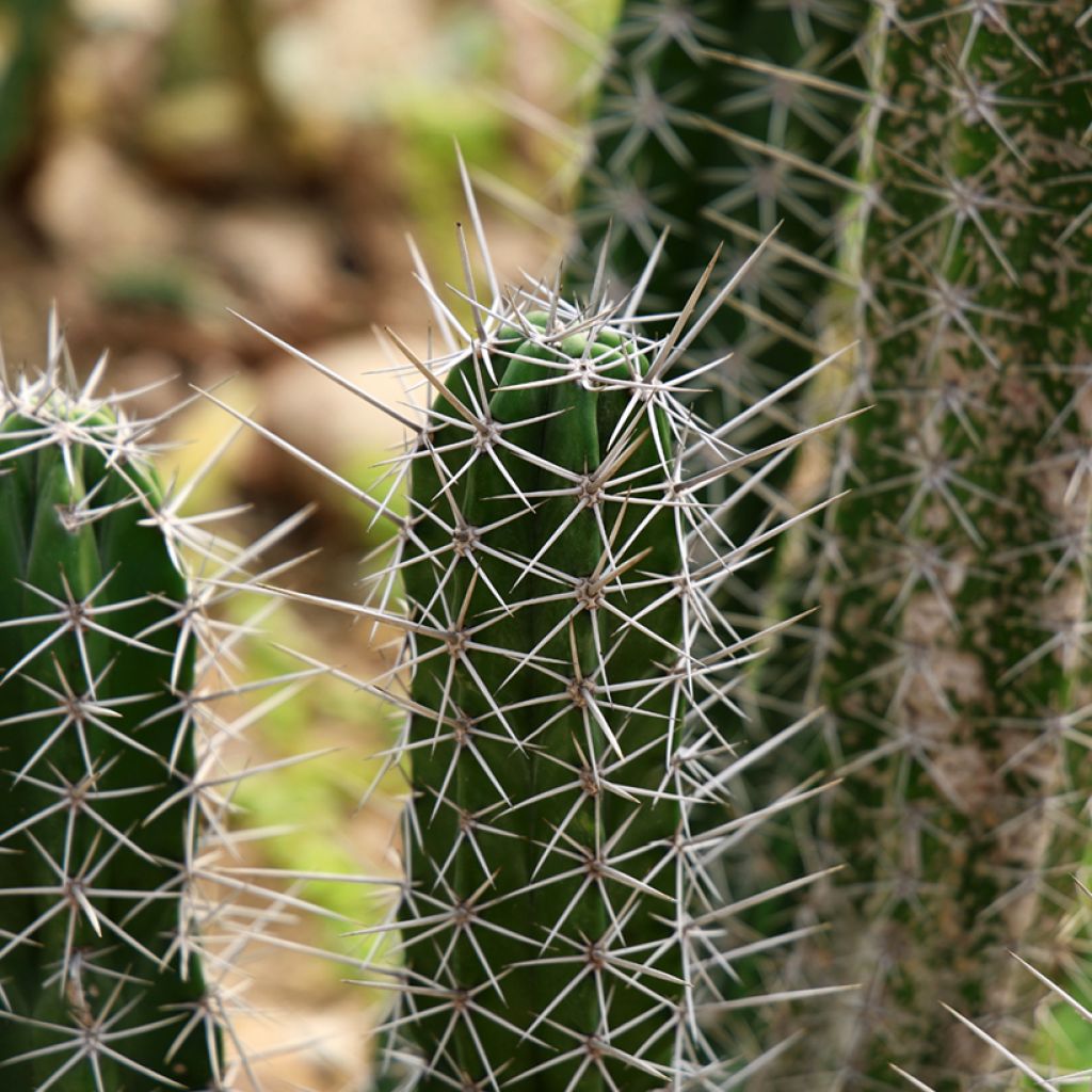 Stetsonia coryne