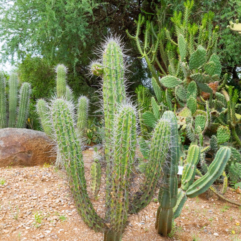 Stetsonia coryne