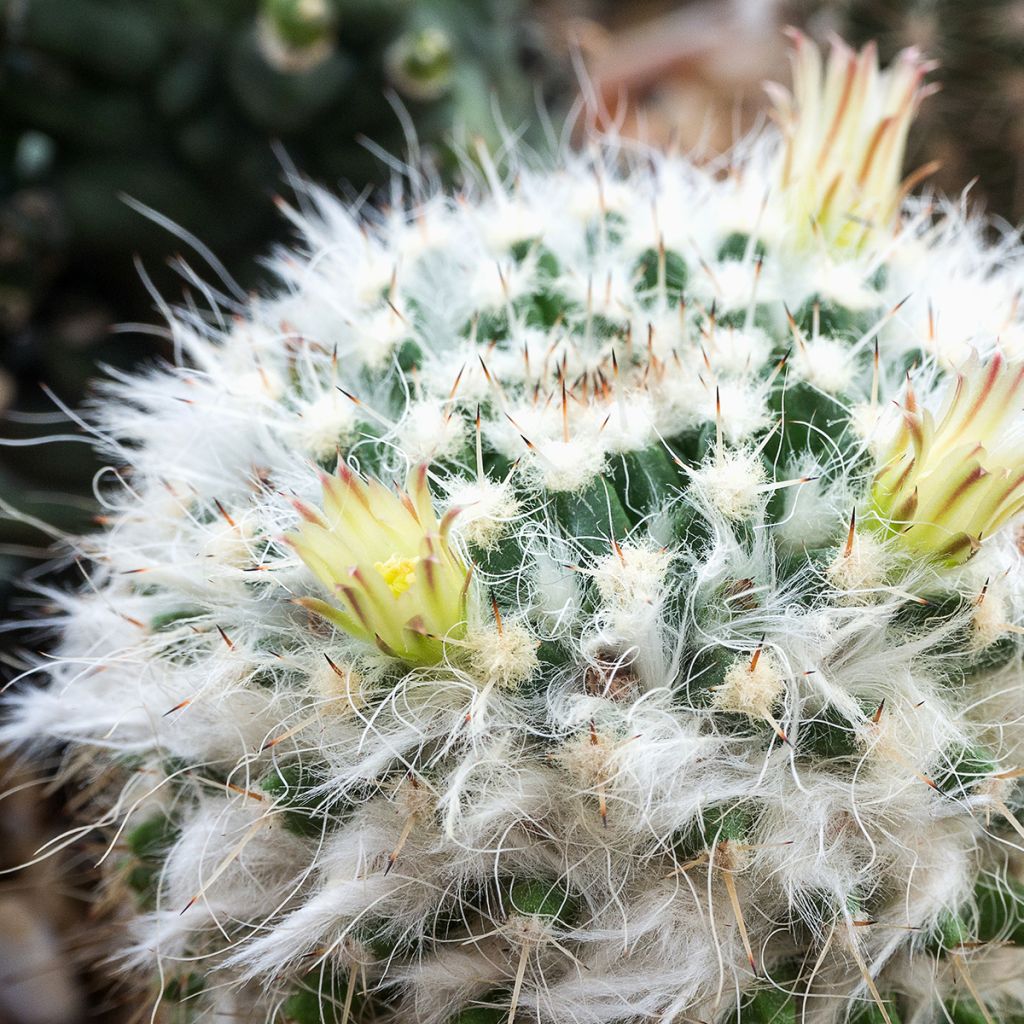 Syyläkaktus - Mammillaria baxteriana