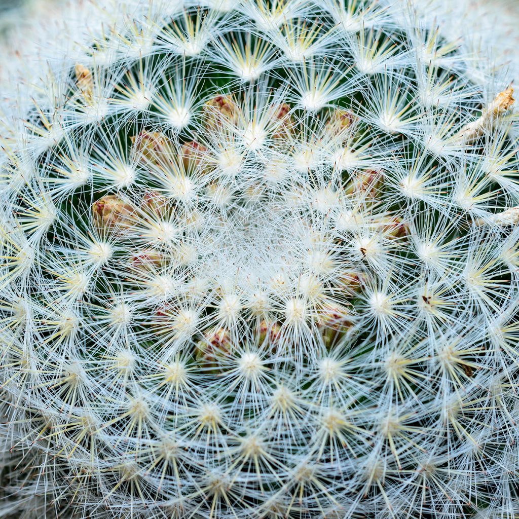 Syyläkaktus - Mammillaria baxteriana