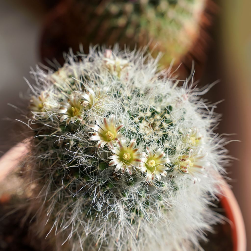 Syyläkaktus - Mammillaria baxteriana