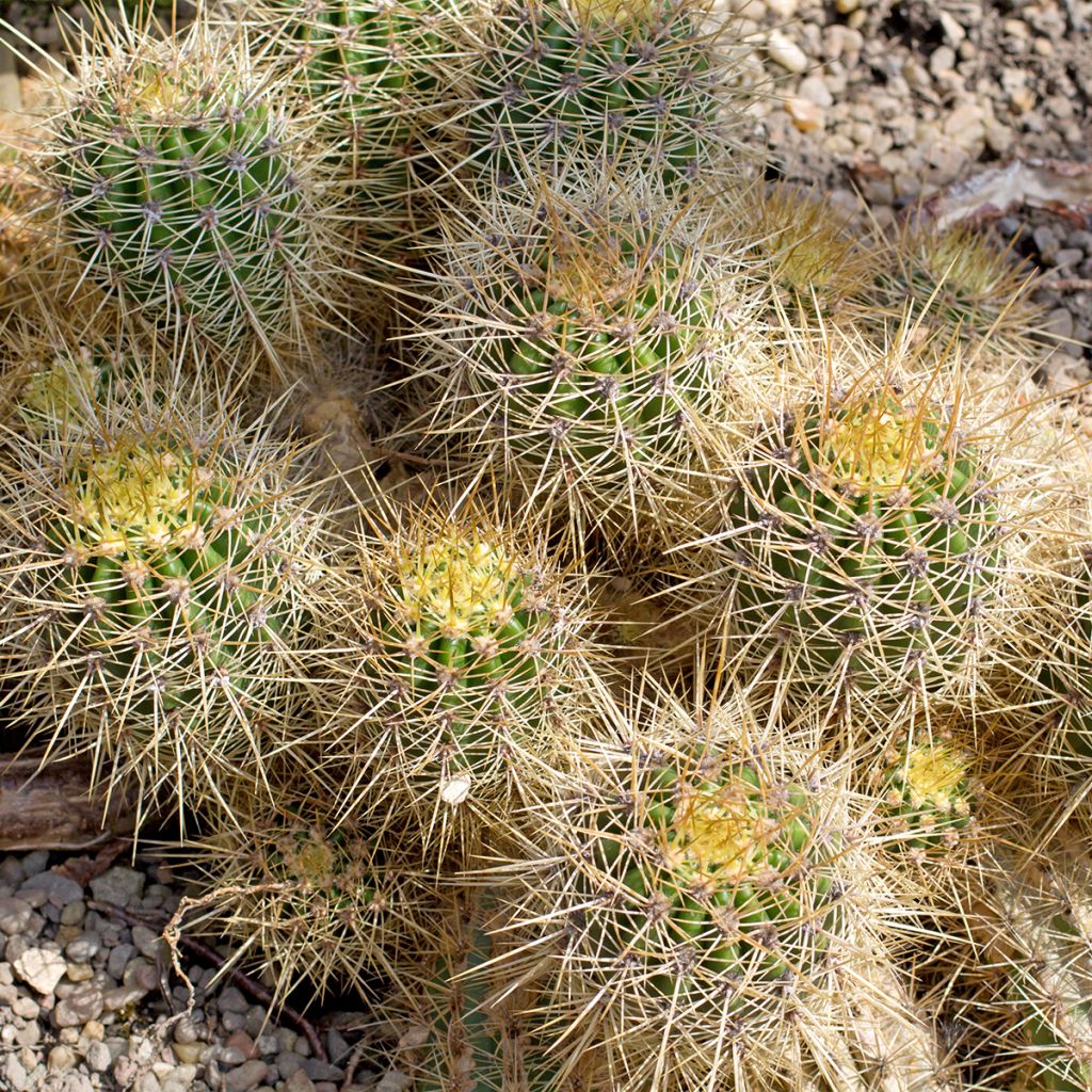 Syyläkaktus - Mammillaria baxteriana