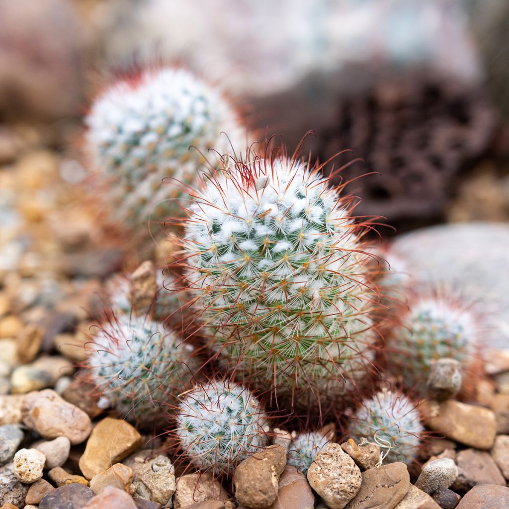 Syyläkaktus - Mammillaria bombycina