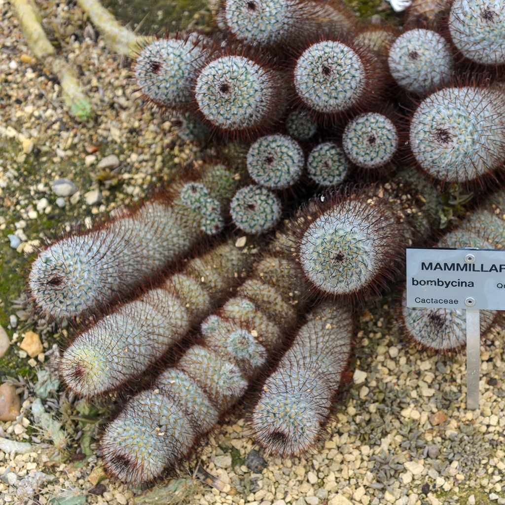 Syyläkaktus - Mammillaria bombycina