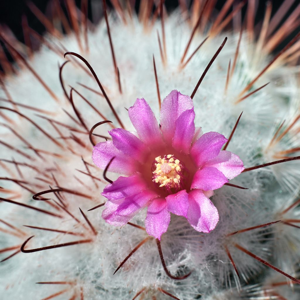 Syyläkaktus - Mammillaria bombycina