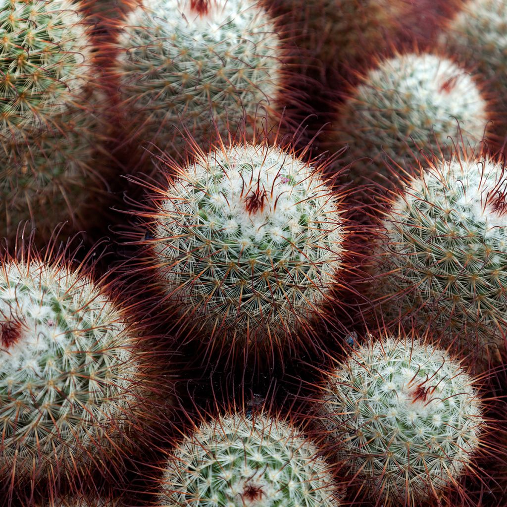 Syyläkaktus - Mammillaria bombycina