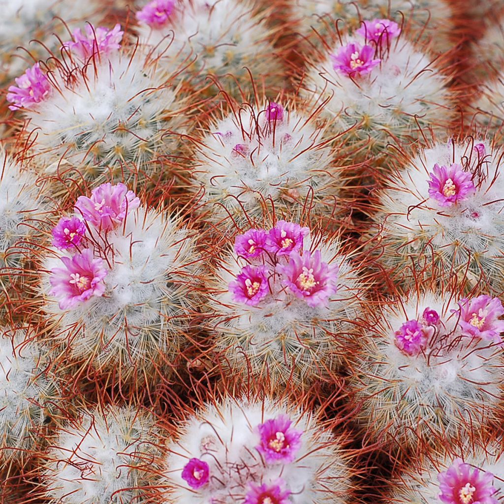 Syyläkaktus - Mammillaria bombycina