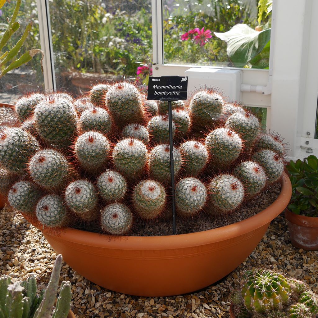 Syyläkaktus - Mammillaria bombycina