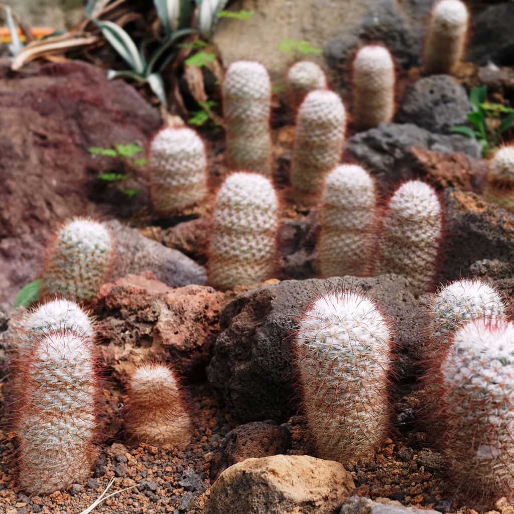Syyläkaktus - Mammillaria bombycina