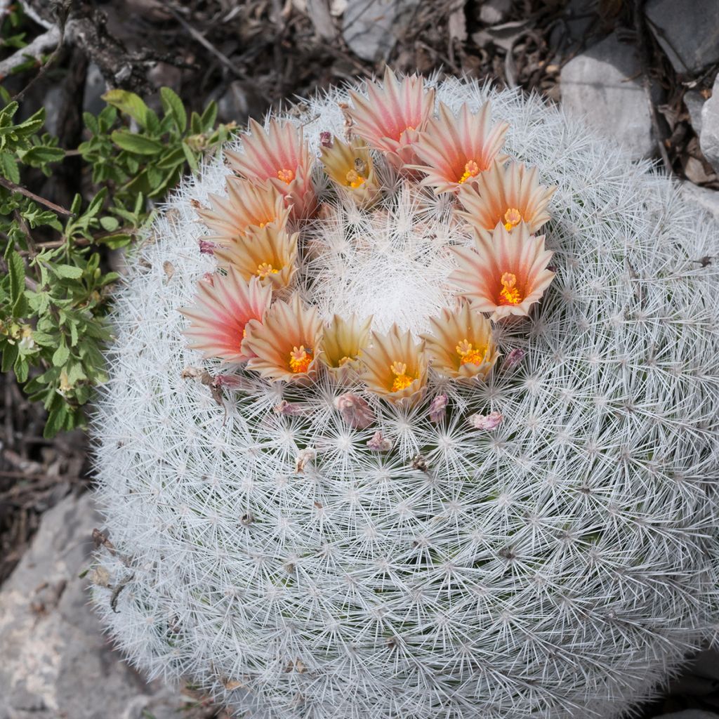 Syyläkaktus - Mammillaria candida