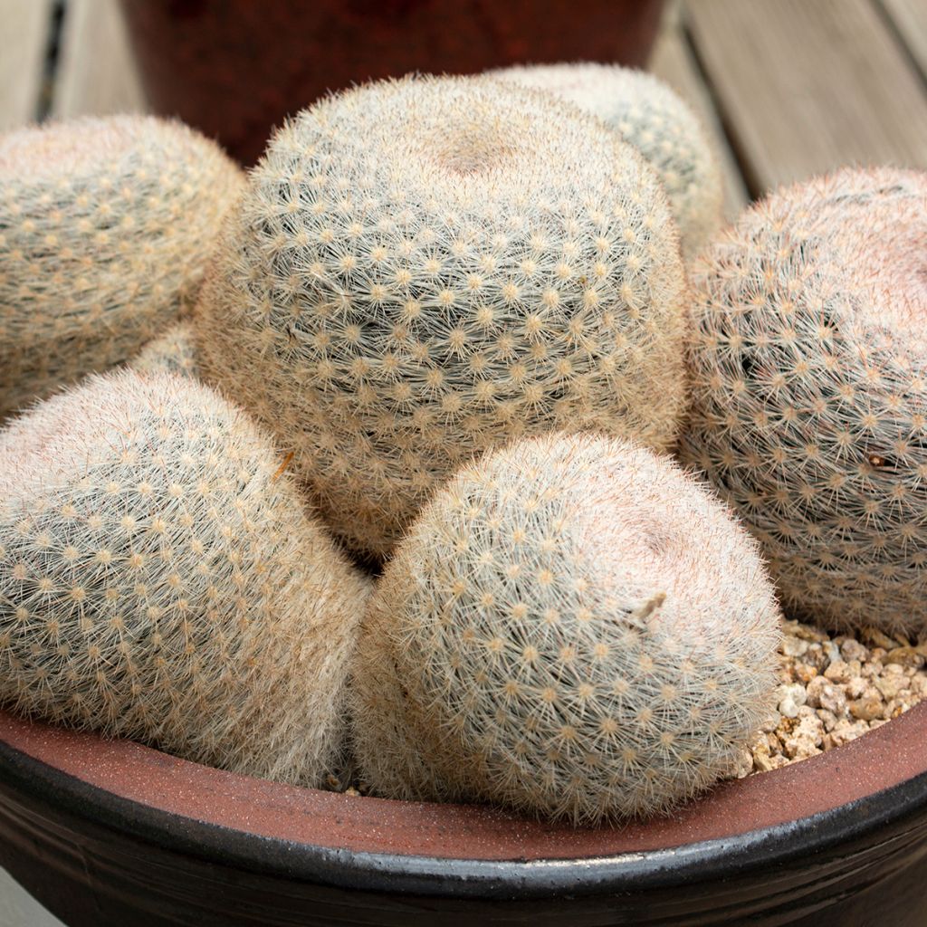 Syyläkaktus - Mammillaria candida