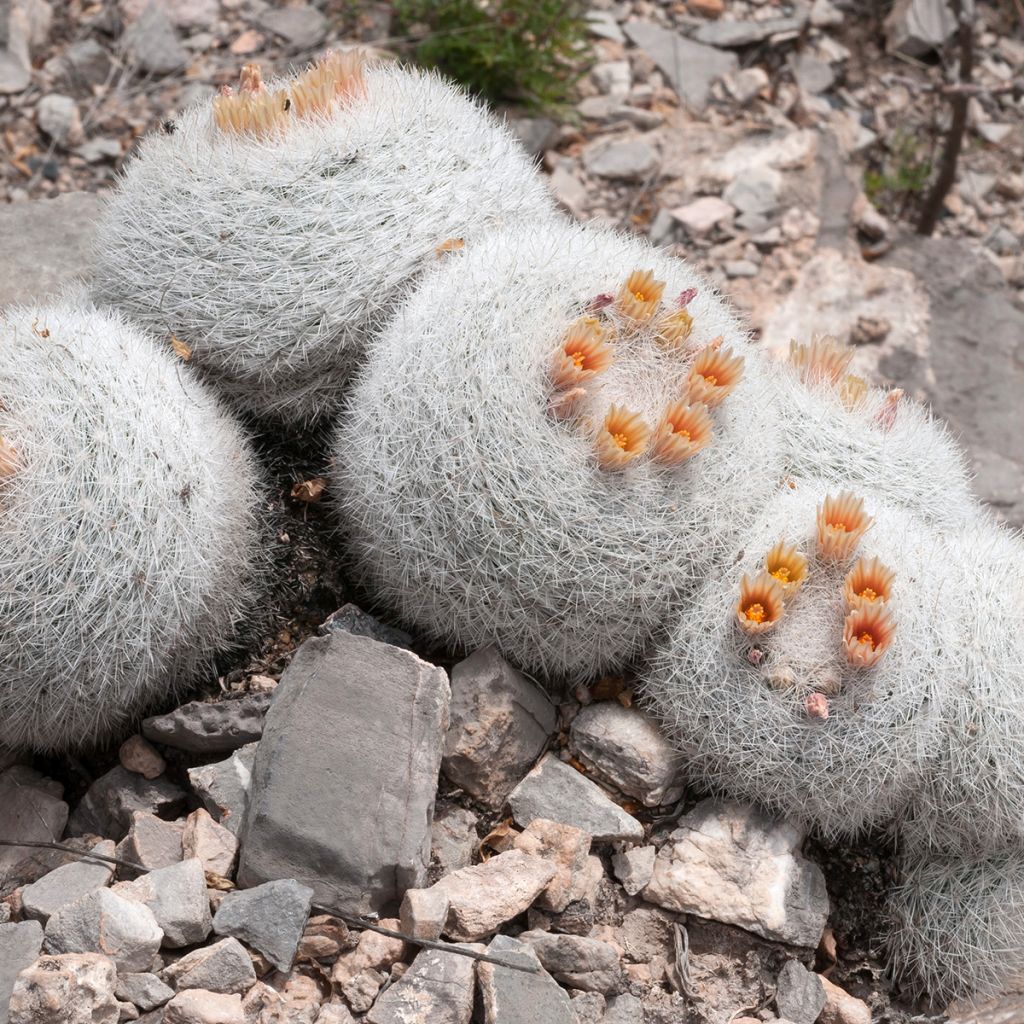 Syyläkaktus - Mammillaria candida