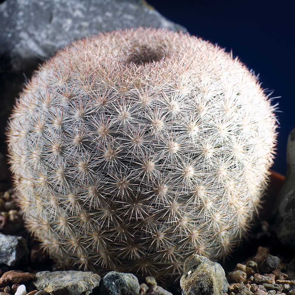 Syyläkaktus - Mammillaria candida