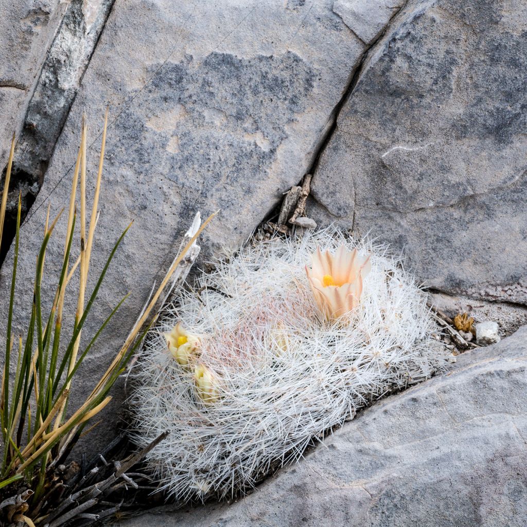 Syyläkaktus - Mammillaria candida
