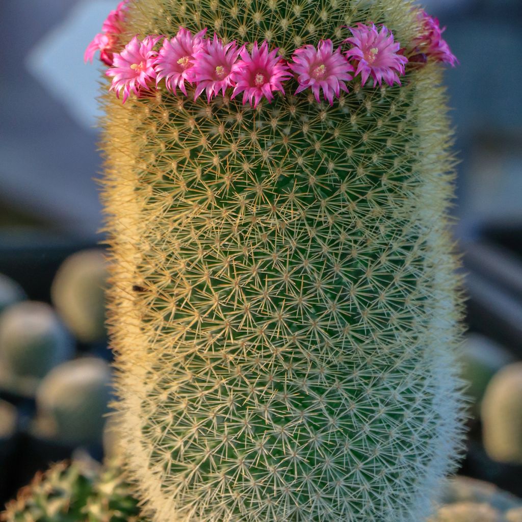 Syyläkaktus - Mammillaria pilcayensis
