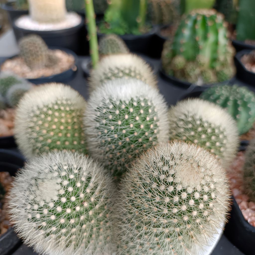 Syyläkaktus - Mammillaria pilcayensis