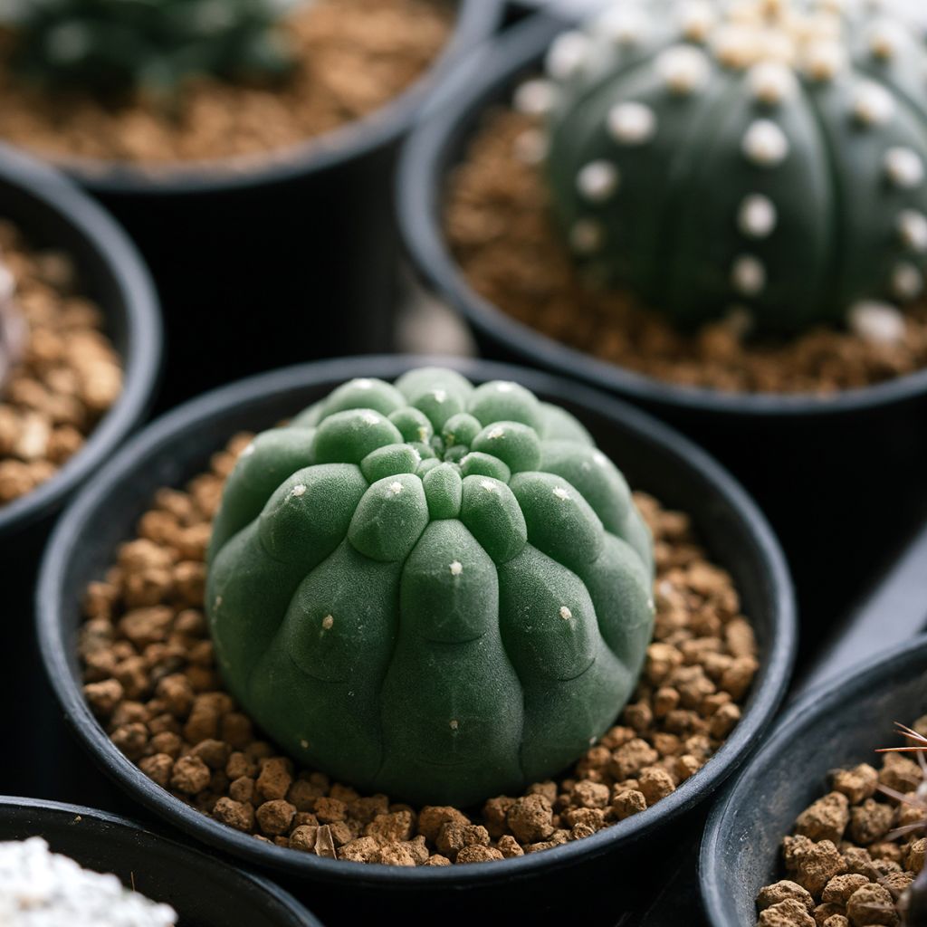 Matucana polzii