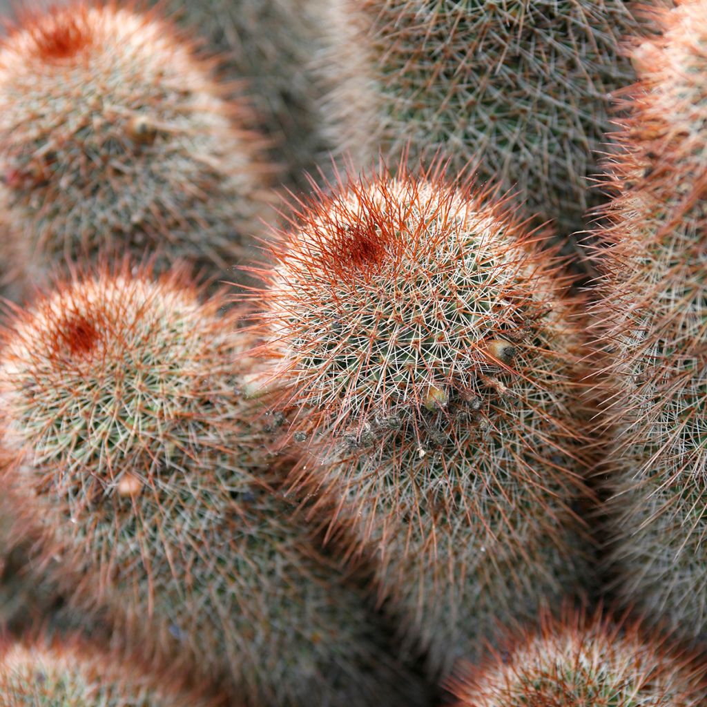 Syyläkaktus - Mammillaria spinosissima f. rubrispina