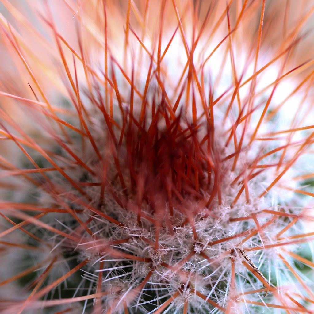 Syyläkaktus - Mammillaria spinosissima f. rubrispina