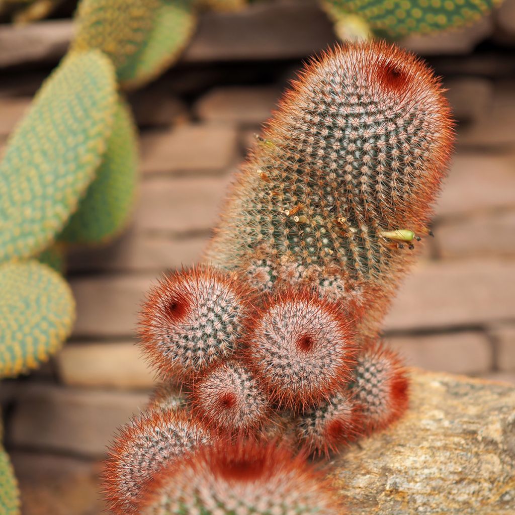 Syyläkaktus - Mammillaria spinosissima f. rubrispina