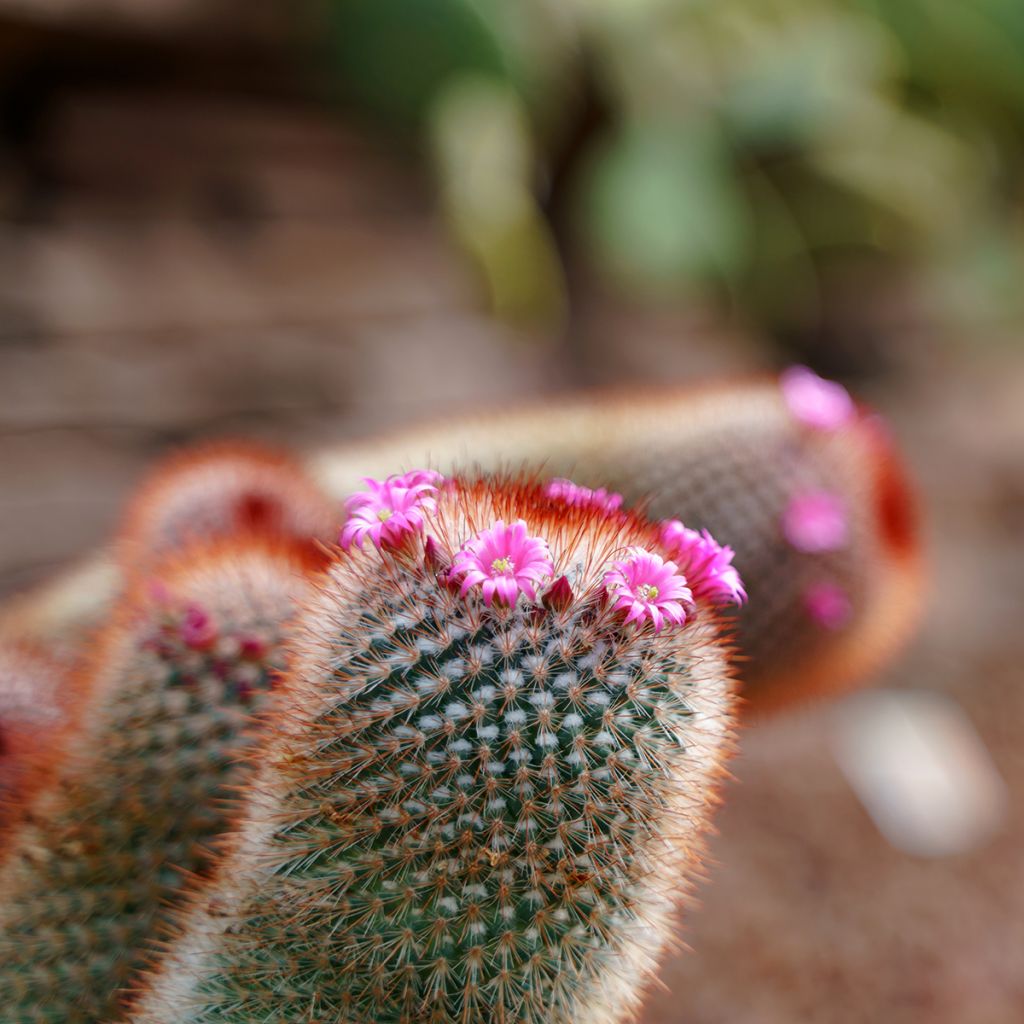 Syyläkaktus - Mammillaria spinosissima f. rubrispina