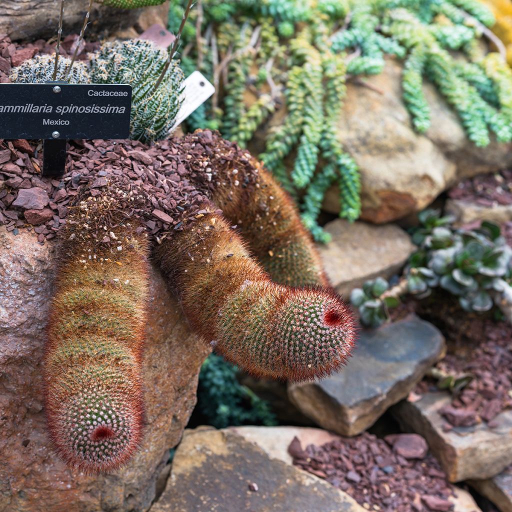 Syyläkaktus - Mammillaria spinosissima f. rubrispina