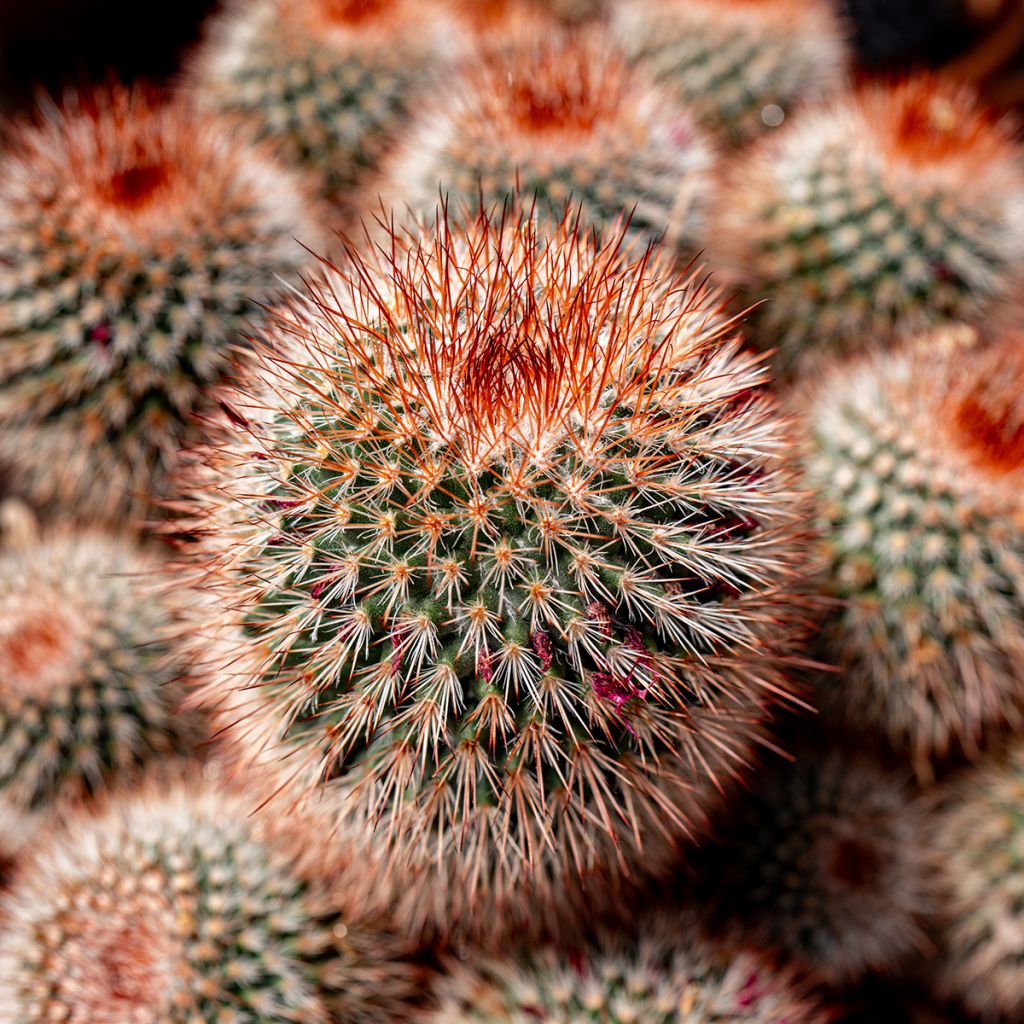 Syyläkaktus - Mammillaria spinosissima f. rubrispina