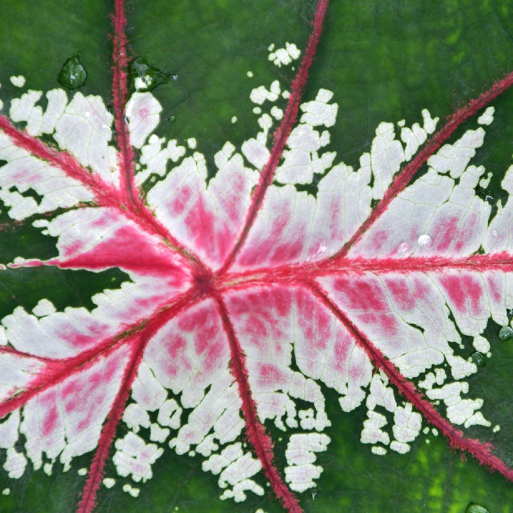 Kirjolehti Cherry Blossom