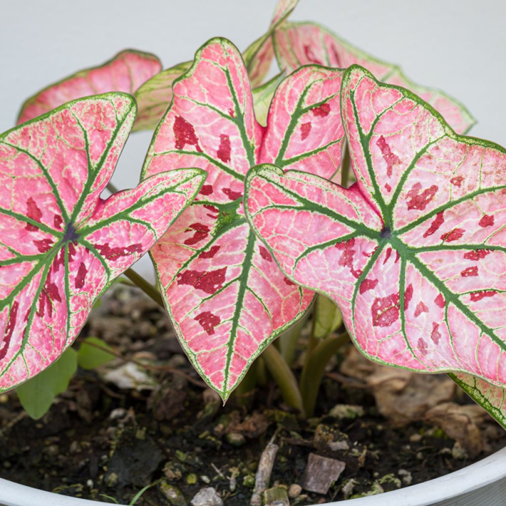 Kirjolehti Strawberry Star
