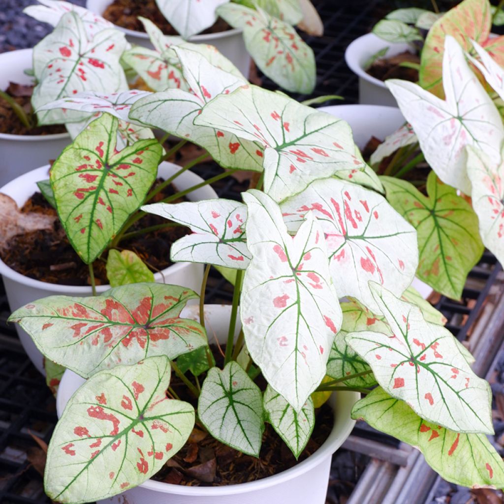 Kirjolehti Strawberry Star