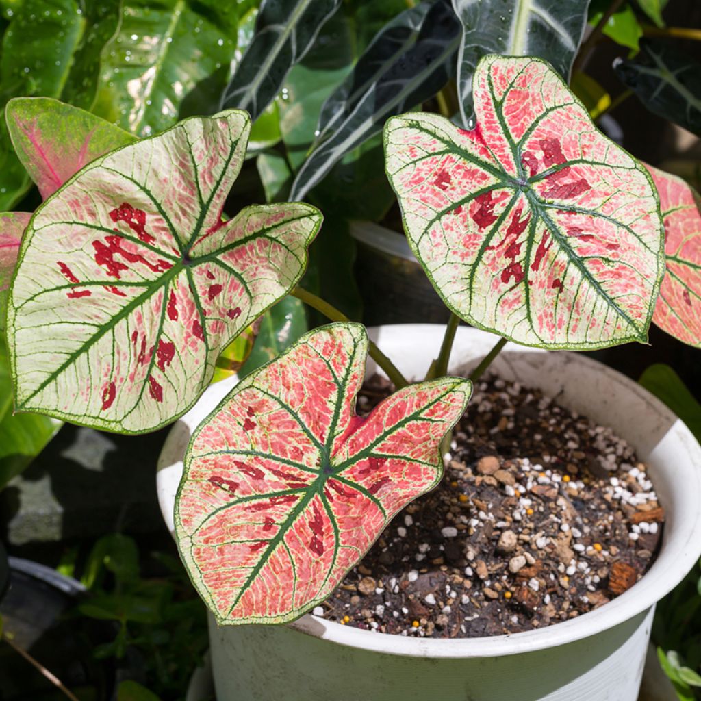 Kirjolehti Strawberry Star