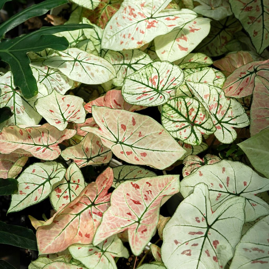 Kirjolehti Strawberry Star